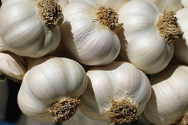 garlic800x533-main_Full