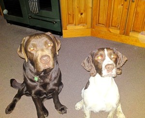 dogs small dogs small